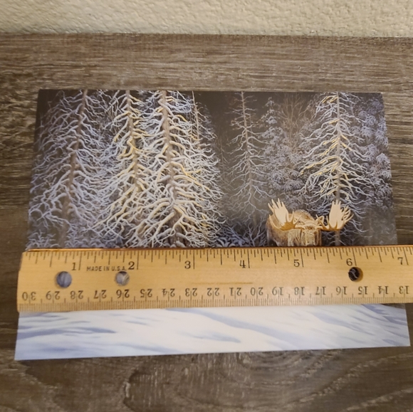 20 Moose Christmas Cards with box - Picture 9 of 11
